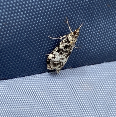 Scoparia exhibitalis (A Crambid moth) at Providence Portal, NSW - 26 Jan 2023 by Ned_Johnston