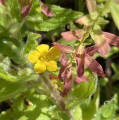 Erythranthe moschata (Musk) at Providence Portal, NSW - 27 Jan 2023 by NedJohnston