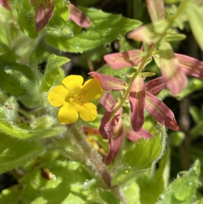 Erythranthe moschata (Musk) at Providence Portal, NSW - 27 Jan 2023 by NedJohnston