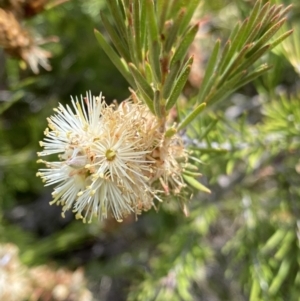 Callistemon pityoides at Nungar, NSW - 27 Jan 2023 10:59 AM