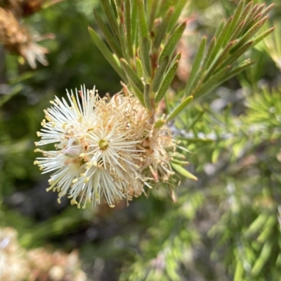 Callistemon pityoides (Alpine Bottlebrush) at Nungar, NSW - 27 Jan 2023 by NedJohnston