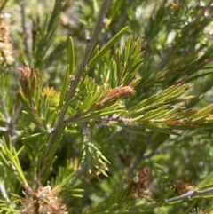 Callistemon pityoides at Nungar, NSW - 27 Jan 2023 10:59 AM