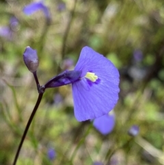 Utricularia dichotoma (Fairy Aprons, Purple Bladderwort) at Providence Portal, NSW - 27 Jan 2023 by NedJohnston