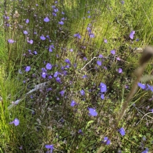 Utricularia dichotoma at Providence Portal, NSW - 27 Jan 2023