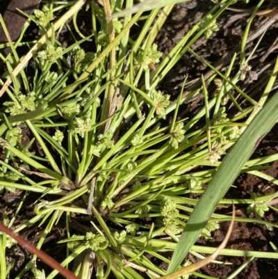Isolepis gaudichaudiana (Benambra Club-sedge) at Providence Portal, NSW - 27 Jan 2023 by NedJohnston