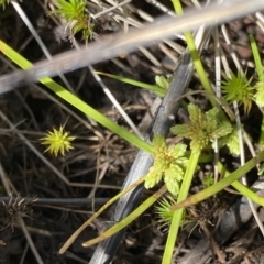 Isolepis gaudichaudiana at Providence Portal, NSW - 27 Jan 2023