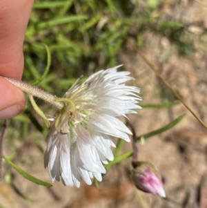 Coronidium waddelliae at Nungar, NSW - 27 Jan 2023 11:17 AM