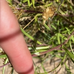 Coronidium waddelliae at Nungar, NSW - 27 Jan 2023 11:17 AM