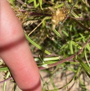 Coronidium waddelliae at Nungar, NSW - 27 Jan 2023 11:17 AM