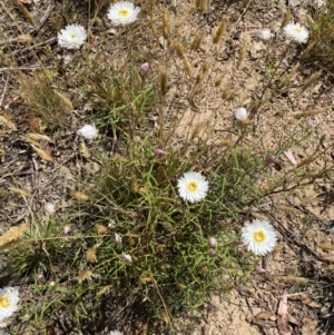 Coronidium waddelliae at Nungar, NSW - 27 Jan 2023 11:17 AM