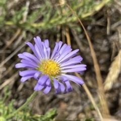 Calotis glandulosa (Mauve Burr-daisy) at Nungar, NSW - 27 Jan 2023 by NedJohnston