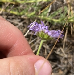 Calotis glandulosa at Nungar, NSW - 27 Jan 2023