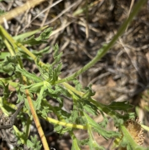 Calotis glandulosa at Nungar, NSW - 27 Jan 2023