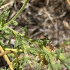 Calotis glandulosa at Nungar, NSW - 27 Jan 2023