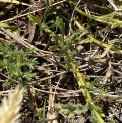 Calotis glandulosa at Nungar, NSW - 27 Jan 2023