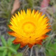 Xerochrysum subundulatum (Alpine Everlasting) at Namadgi National Park - 4 Feb 2023 by RobG1