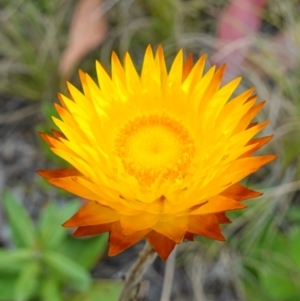 Xerochrysum subundulatum at Tennent, ACT - suppressed