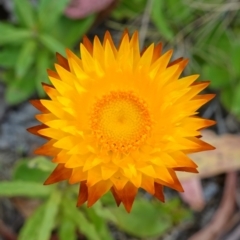 Xerochrysum subundulatum at Tennent, ACT - suppressed