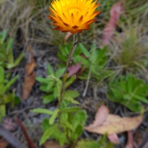 Xerochrysum subundulatum at Tennent, ACT - suppressed