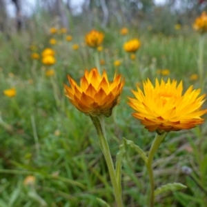 Xerochrysum subundulatum at Tennent, ACT - suppressed