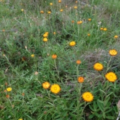 Xerochrysum subundulatum at Tennent, ACT - suppressed