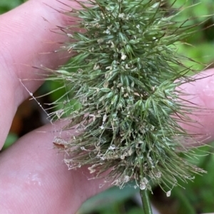 Echinopogon cheelii at Cotter River, ACT - 30 Jan 2023