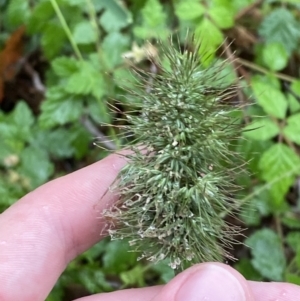 Echinopogon cheelii at Cotter River, ACT - 30 Jan 2023