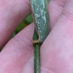 Echinopogon cheelii at Cotter River, ACT - 30 Jan 2023