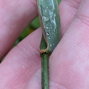 Echinopogon cheelii at Cotter River, ACT - 30 Jan 2023