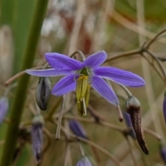 Dianella tasmanica (Tasman Flax Lily) at Tennent, ACT - 4 Feb 2023 by RobG1