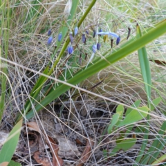 Dianella tasmanica at Tennent, ACT - 4 Feb 2023