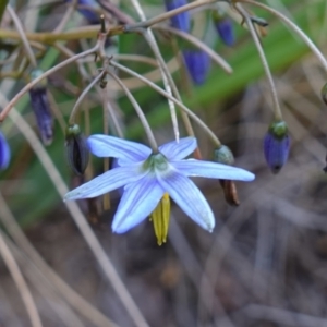 Dianella tasmanica at Tennent, ACT - 4 Feb 2023