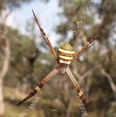 Argiope keyserlingi (St Andrew's Cross Spider) at Molonglo Valley, ACT - 9 Feb 2023 by CathB