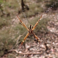 Argiope keyserlingi at Molonglo Valley, ACT - 9 Feb 2023 04:43 PM