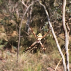 Argiope keyserlingi at Molonglo Valley, ACT - 9 Feb 2023