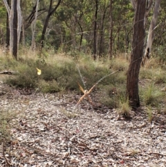 Argiope keyserlingi at Molonglo Valley, ACT - 9 Feb 2023