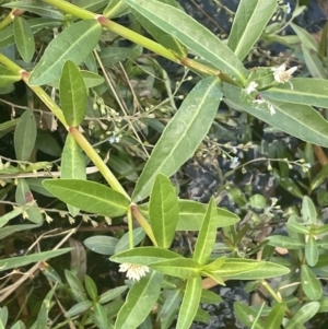 Alternanthera philoxeroides at Yarralumla, ACT - 7 Feb 2023