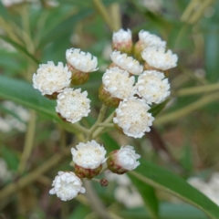 Ozothamnus stirlingii (Ovens Everlasting) at Undefined Area - 4 Feb 2023 by RobG1