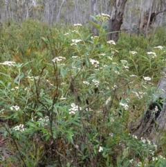 Ozothamnus stirlingii at Undefined Area - 4 Feb 2023