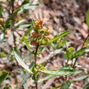 Dodonaea viscosa at Molonglo Valley, ACT - 9 Feb 2023