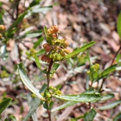 Dodonaea viscosa (Hop Bush) at Aranda Bushland - 9 Feb 2023 by CathB