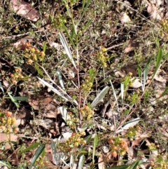 Dodonaea viscosa at Molonglo Valley, ACT - 9 Feb 2023
