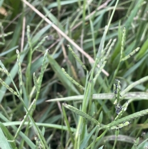 Paspalum distichum at Yarralumla, ACT - 7 Feb 2023