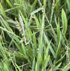 Paspalum distichum at Yarralumla, ACT - 7 Feb 2023