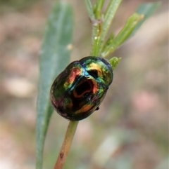 Callidemum hypochalceum (Hop-bush leaf beetle) at Aranda Bushland - 9 Feb 2023 by CathB