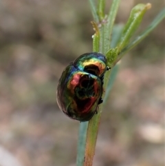 Callidemum hypochalceum at Molonglo Valley, ACT - 9 Feb 2023