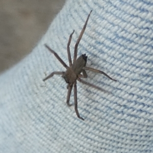 Trachycosmidae (family) at Borough, NSW - 9 Feb 2023