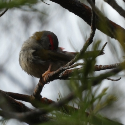 Neochmia temporalis (Red-browed Finch) at Boro - 9 Feb 2023 by Paul4K