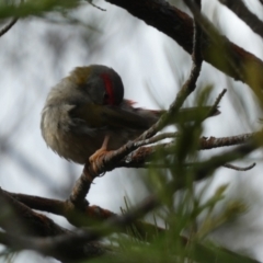 Neochmia temporalis (Red-browed Finch) at Borough, NSW - 9 Feb 2023 by Paul4K