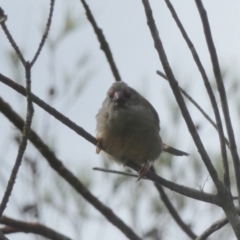 Neochmia temporalis at Borough, NSW - suppressed